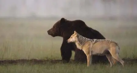 Bear And Wolf friends