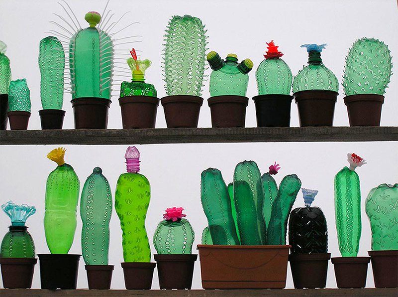 Bottle Cactus