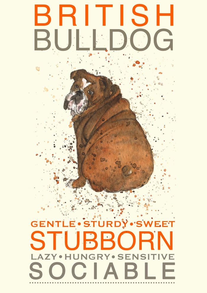 Bulldog