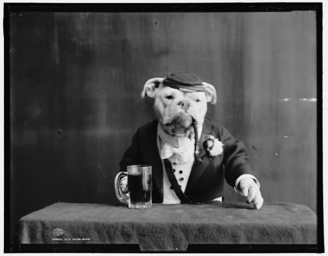 Bulldogs-1905-beer