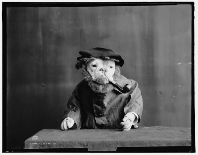 Bulldogs-1905-old-man