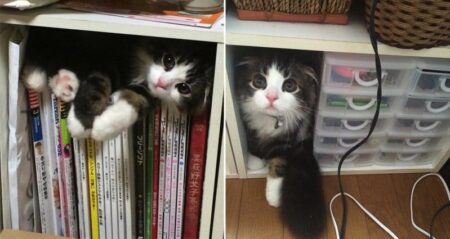 Cat Playing Hide And Seek