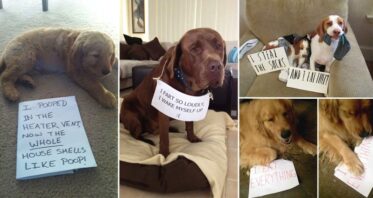 15 Naughty Dogs Being Shamed For Their Crimes - Part 2
