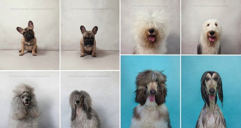 Dry Dog Wet Dog Photo Series