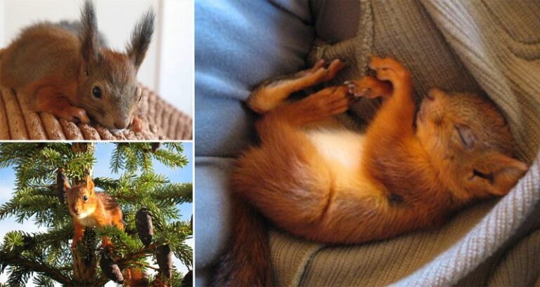 Family Adopt Red Squirrel