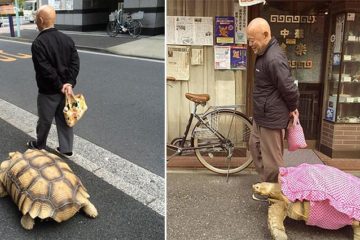 Giant Tortoise Tokyo