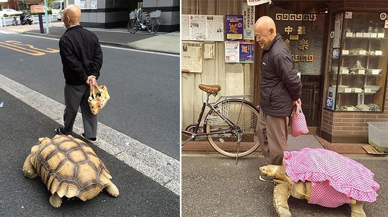 Giant Tortoise Tokyo