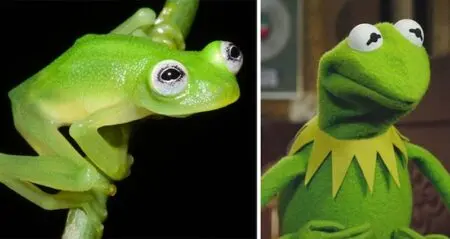 Diane's Bare-hearted Glassfrog kermit the frog