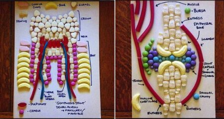 Med Student Study Anatomy with sweets