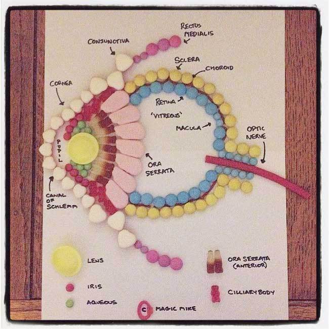 Med-student-makes-studying-anatomy-easier-to-digest-with-candy-diagrams