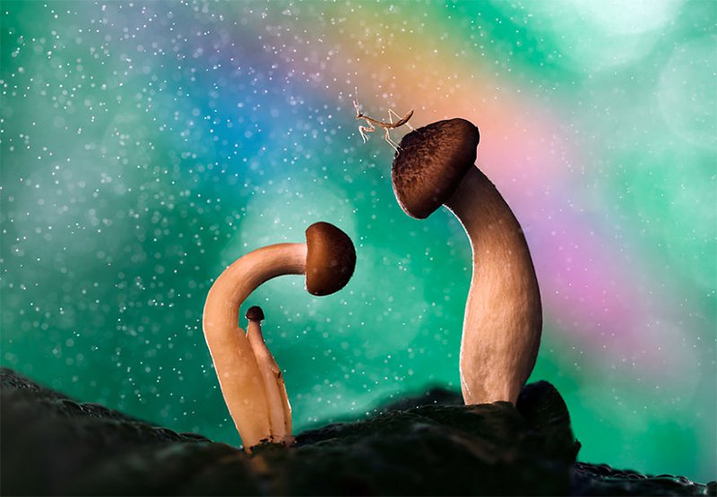 Mushrooms