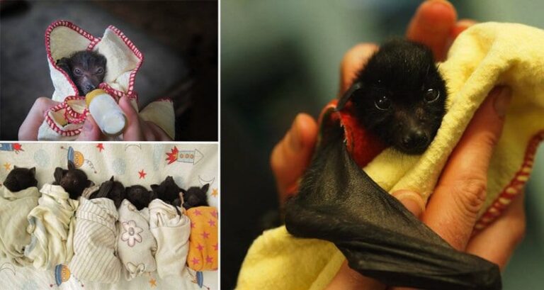 Orphaned Baby Bats