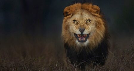 Photographer Captures Lion