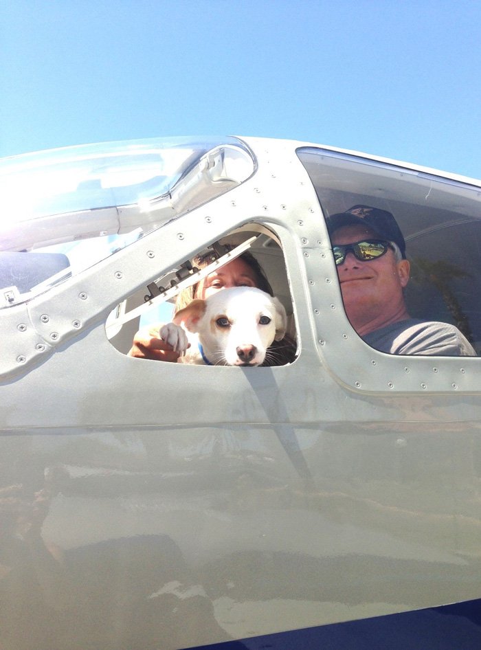 Pilot And Dog In Plane