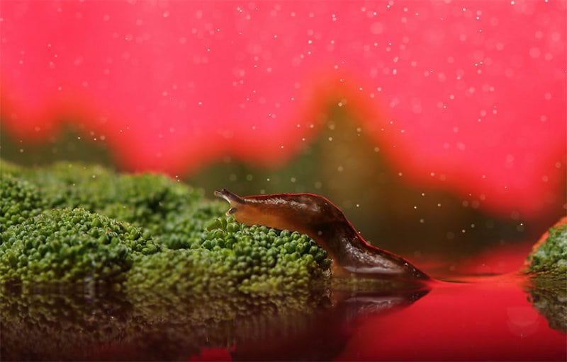 Slug On Brocolli