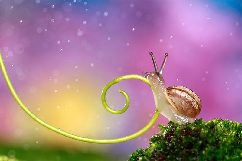 Snail