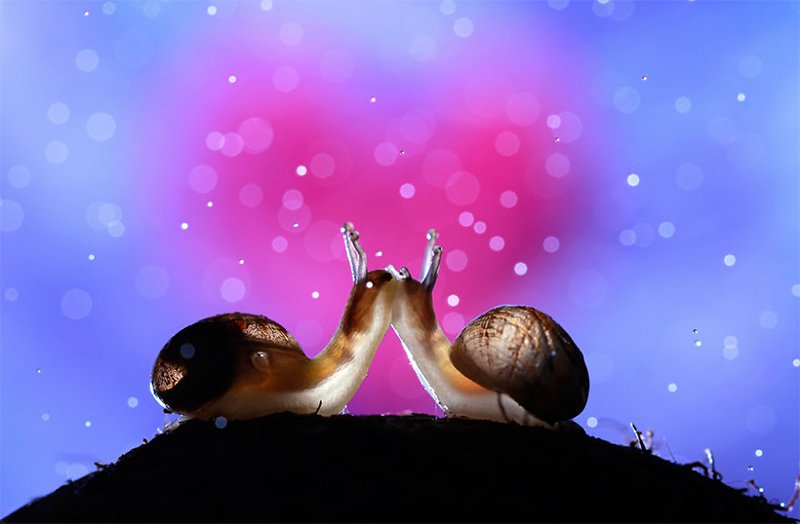 Snails