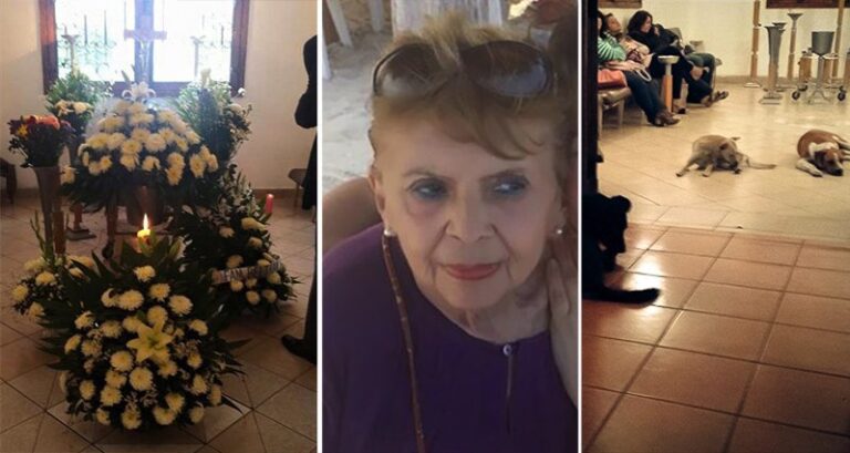 Stray Dogs turn up at funeral for woman