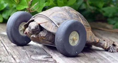 Tortoise Prosthetic Wheels
