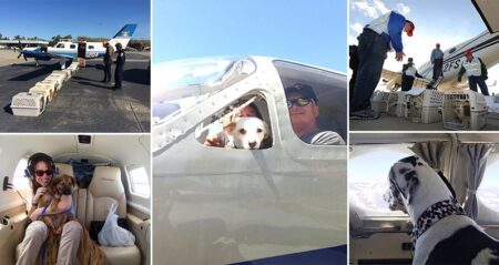 Volunteer Pilots Fly Shelter Dogs