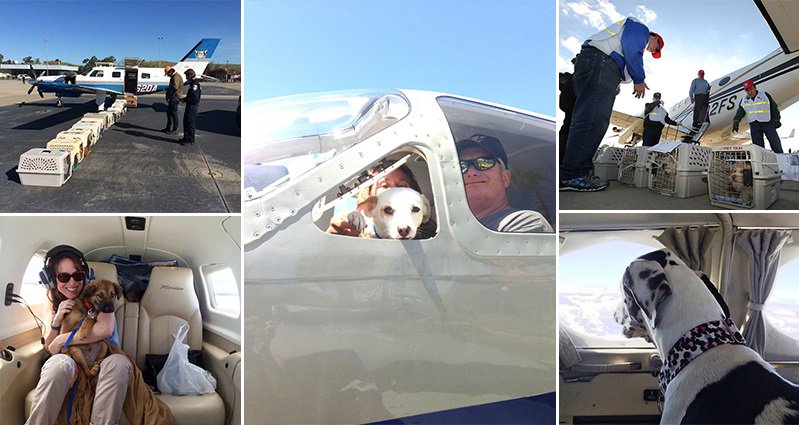 These Amazing Volunteer Pilots Fly Shelter Dogs To New Homes Saving ...
