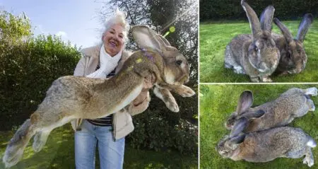 Darius Worlds Biggest Bunny
