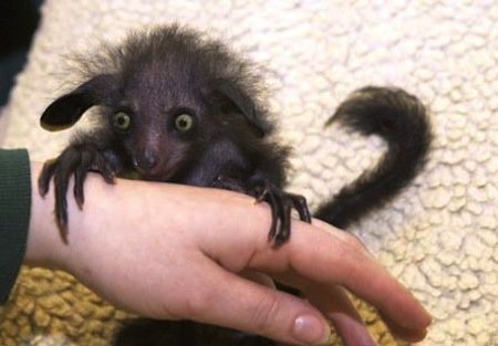 alien-aye