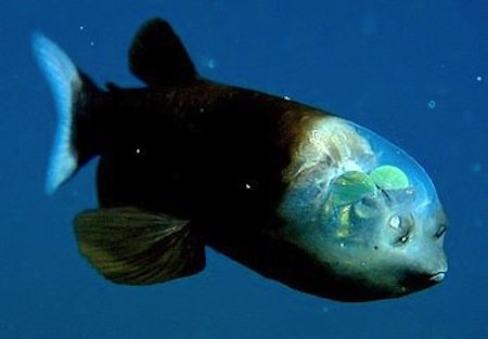 alien-barreleye