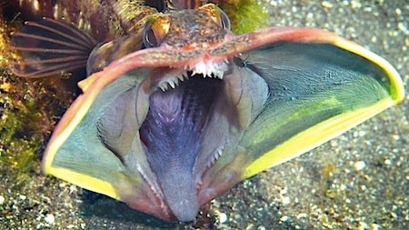 alien-fringehead