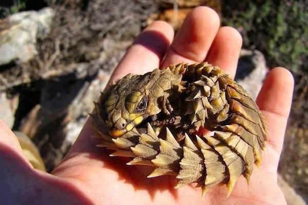 baby-armadillo