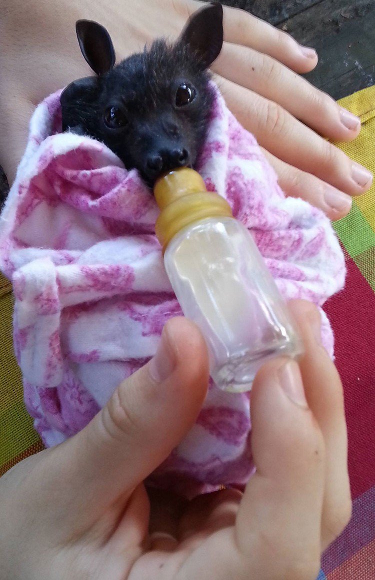 baby bat bottle banket