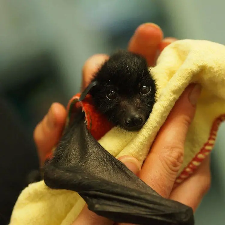 baby bat looking camera