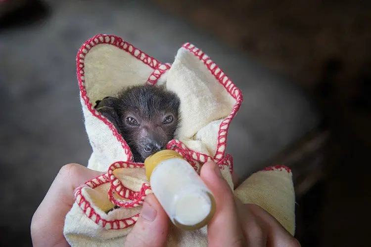 baby bat wrapped bottle