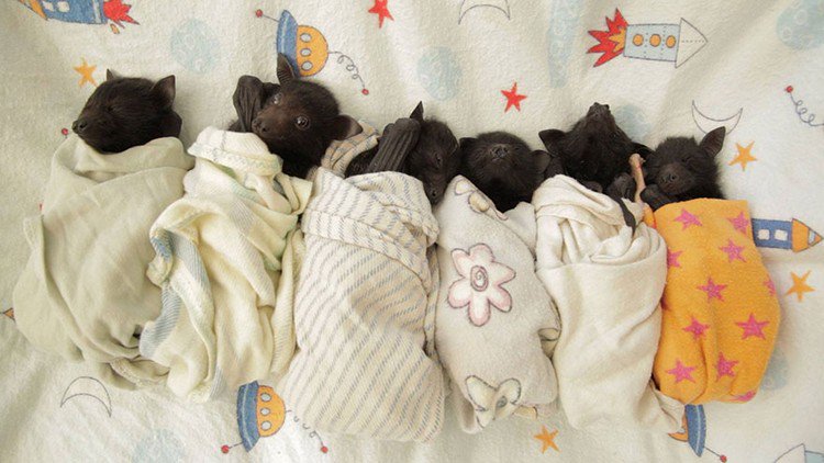 baby bats snuggling