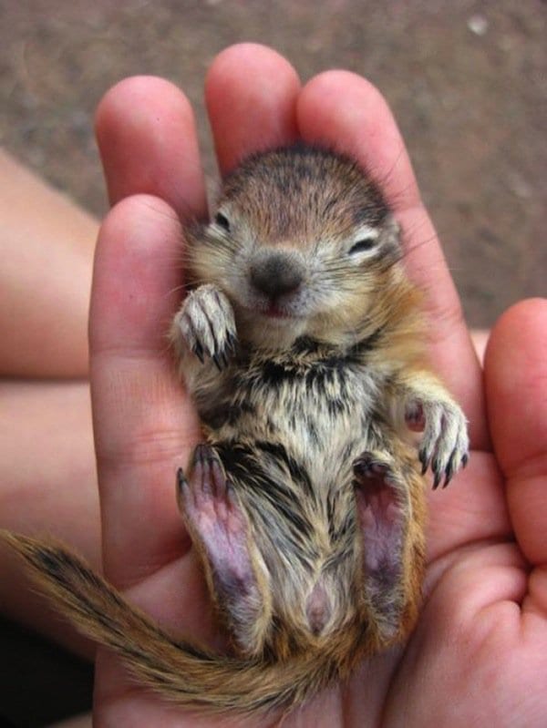 baby-chipmunk