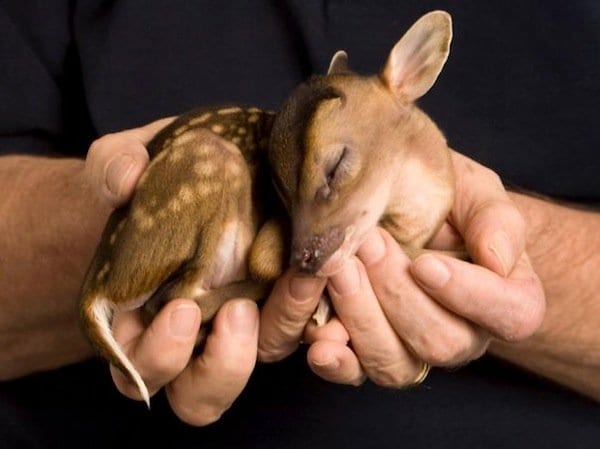 baby-deer