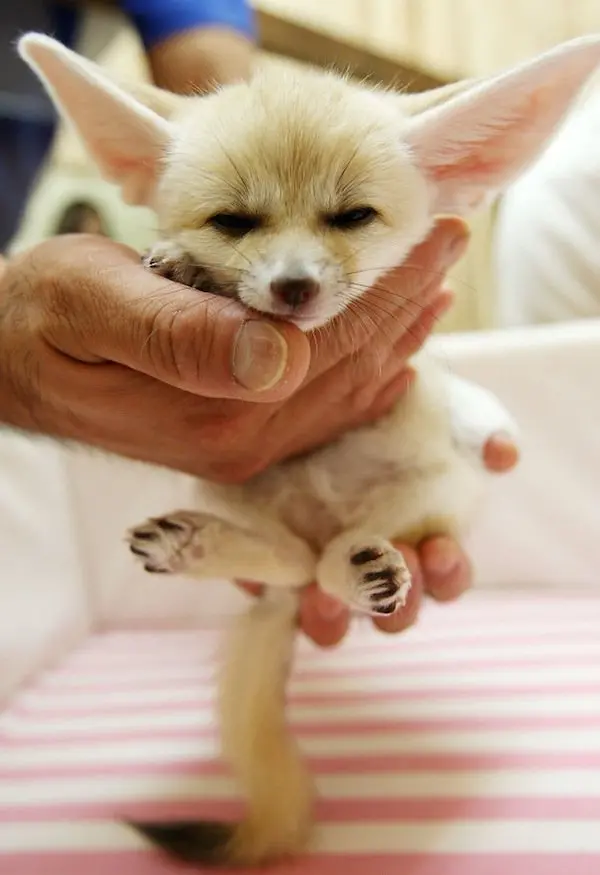 baby-fox-three