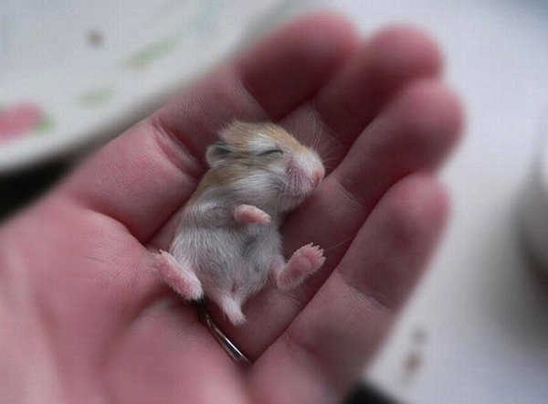 baby-hamster