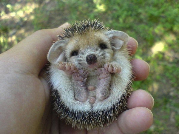 baby-hedgehog