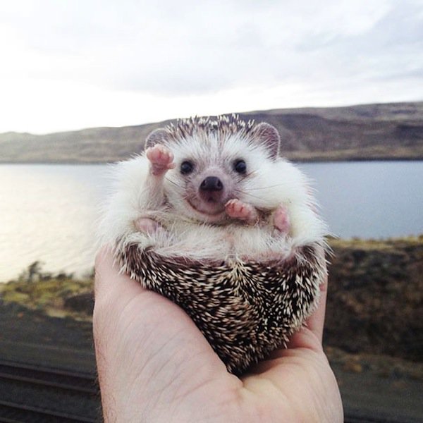baby-hedgehog