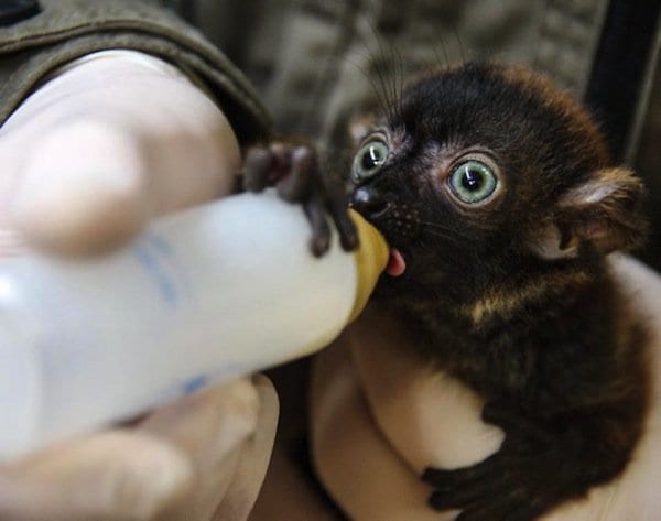 baby-lemur