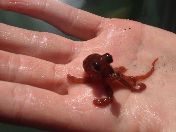 baby-octopus