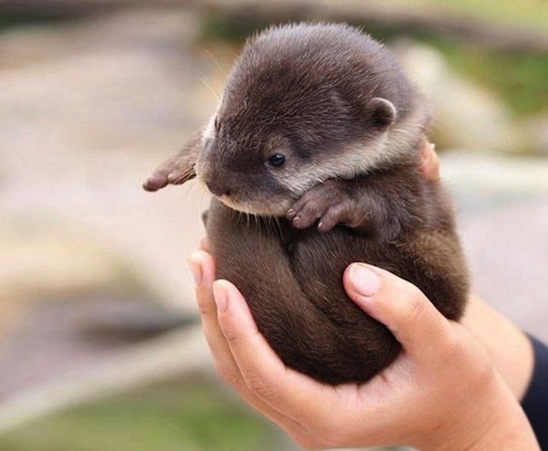 baby-otter