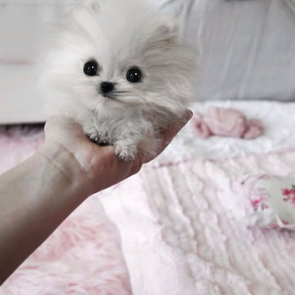 baby-pomeranian