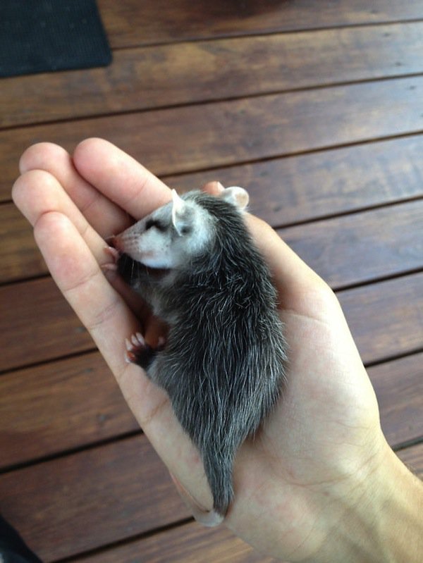 baby-possum