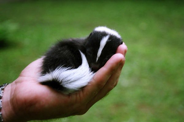 baby-skunk