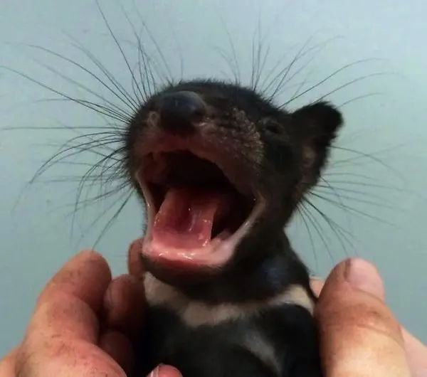 baby-tasmanian-devil