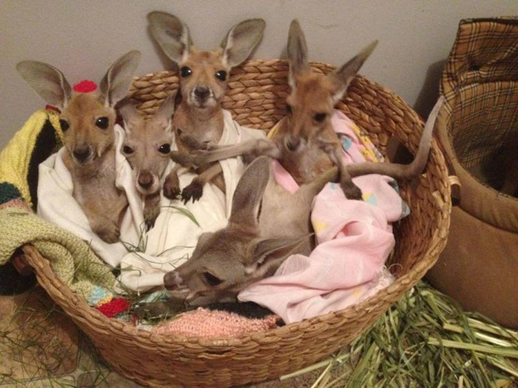 basket-of-roos