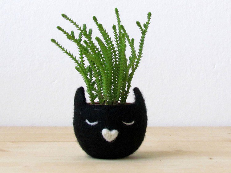 black cat pot