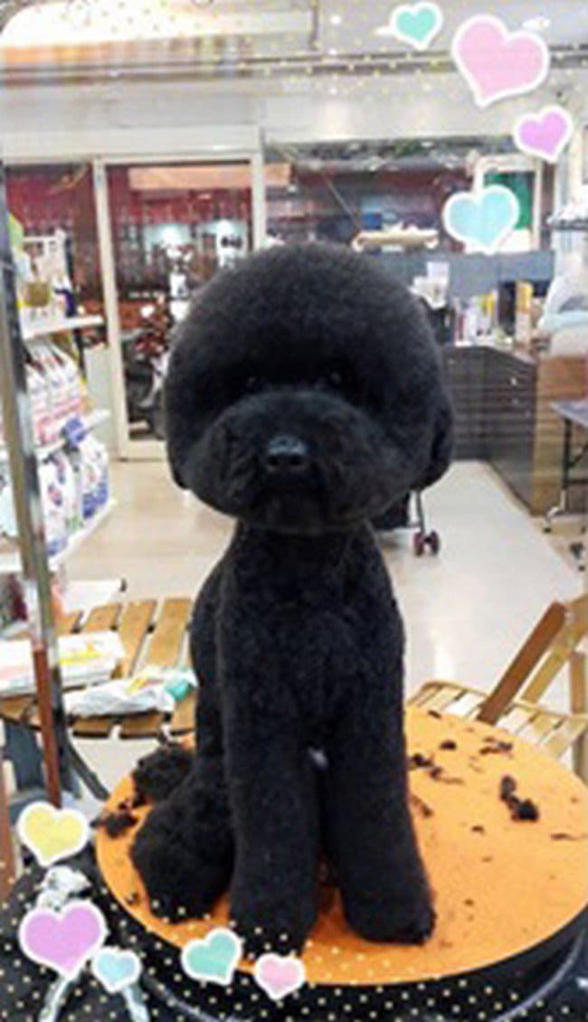 black dog round haircut